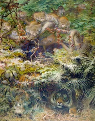 Streit im Dschungel, 1863